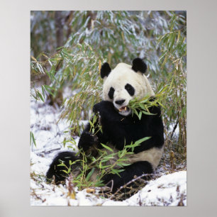 China, Sichuan Province. Giant Panda feeds on Poster