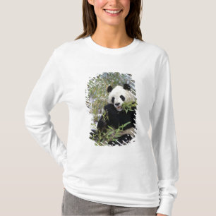 China, Sichuan Province. Giant Panda feeds on T-Shirt