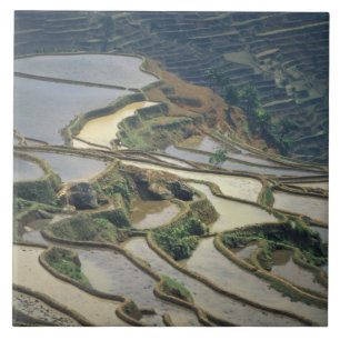 China, Yunnan Province. Flooded rice terraces of Ceramic Tile