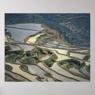 China, Yunnan Province. Flooded rice terraces of Poster