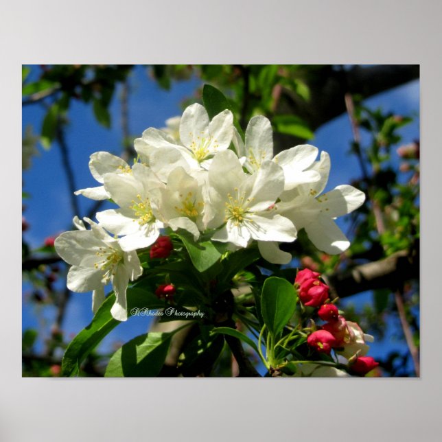 ChinaBerry Beauty Poster (Front)