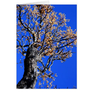 Chinaberry Tree
