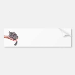 chinchilla bumper sticker