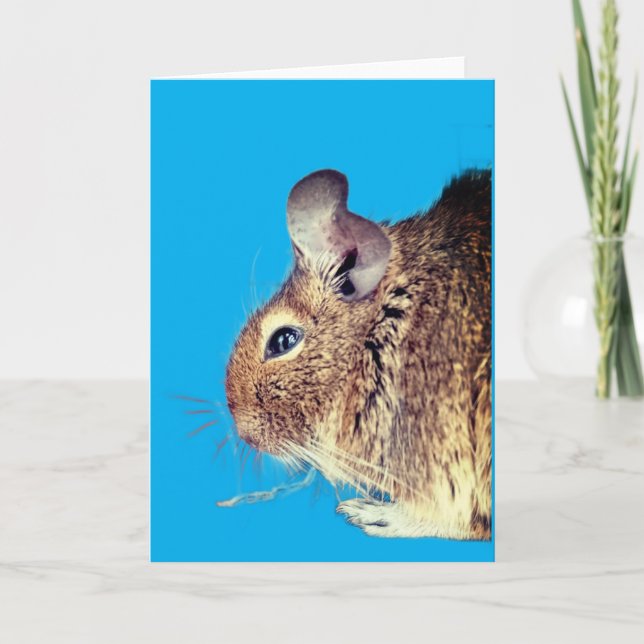 Chinchilla Card (Front)