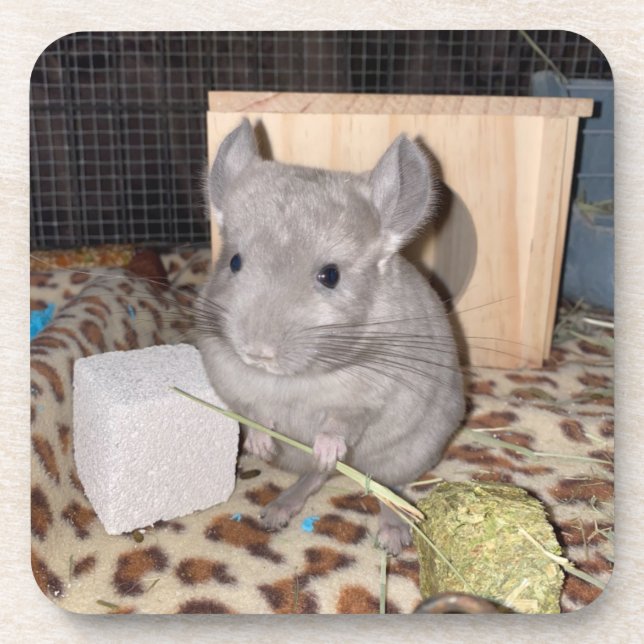 Chinchilla Coaster (Front)