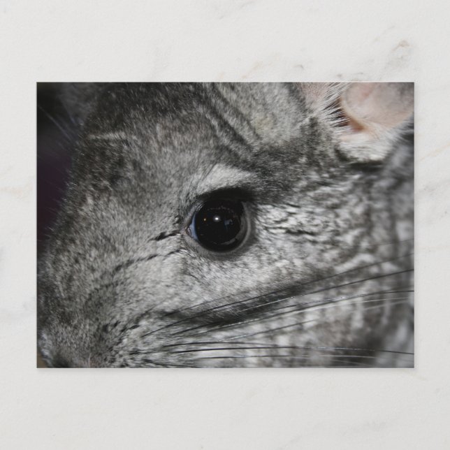 chinchilla eye close up postcard (Front)