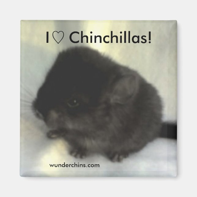 Chinchilla Love Magnet (Front)