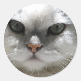 Chinchilla Persian Cat Classic Round Sticker