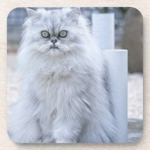 chinchilla persian coaster