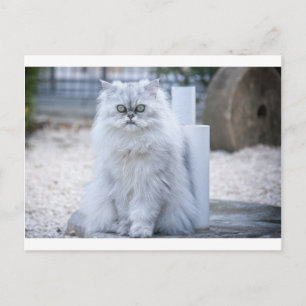 chinchilla persian postcard