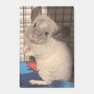 Chinchilla Post-it Notes