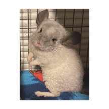 Chinchilla postcard