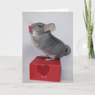Chinchilla reaching for pink heart card