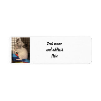 chinchilla return address label