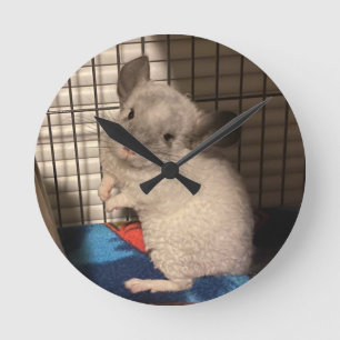 chinchilla round clock
