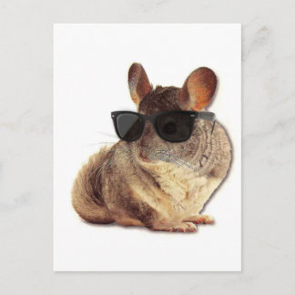 Chinchilla Sunglasses Postcard