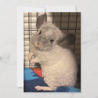 chinchilla thank you card