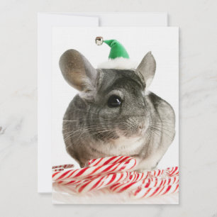 Chinchilla with candy canes