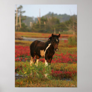 Chincoteague Foal Standing In Red Flowers Poster
