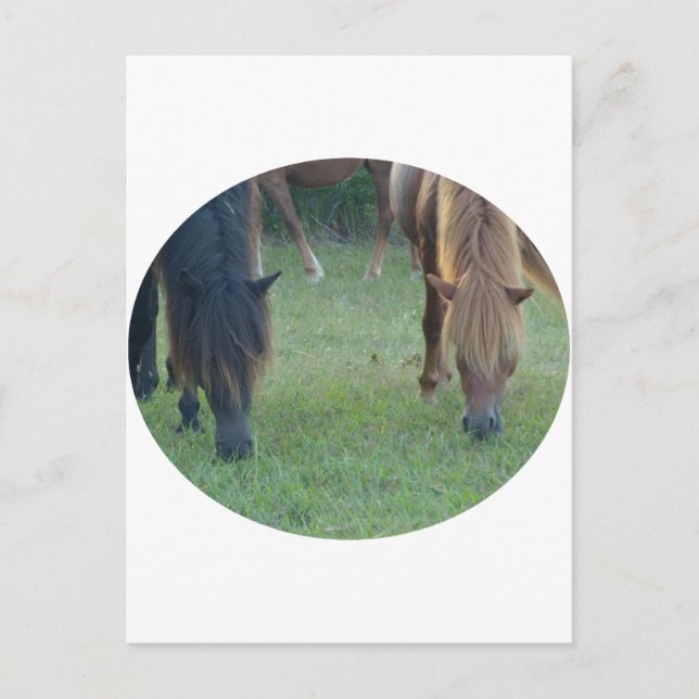 Chincoteague Island / Assateague Island pony Postcard (Front)