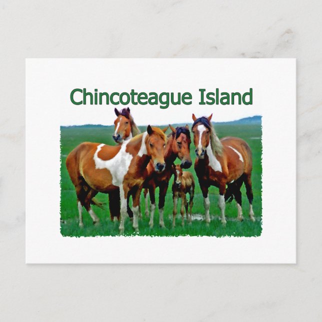 Chincoteague Island (ponies) Postcard (Front)