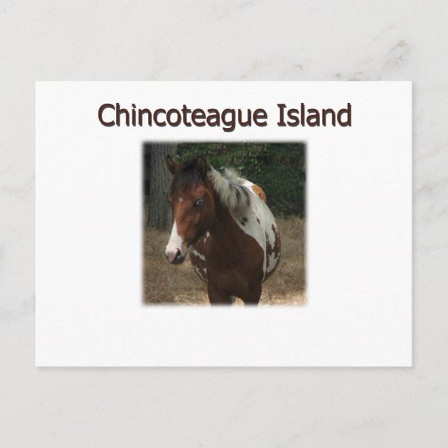 Chincoteague Island Pony Stallion Postcard (Front)