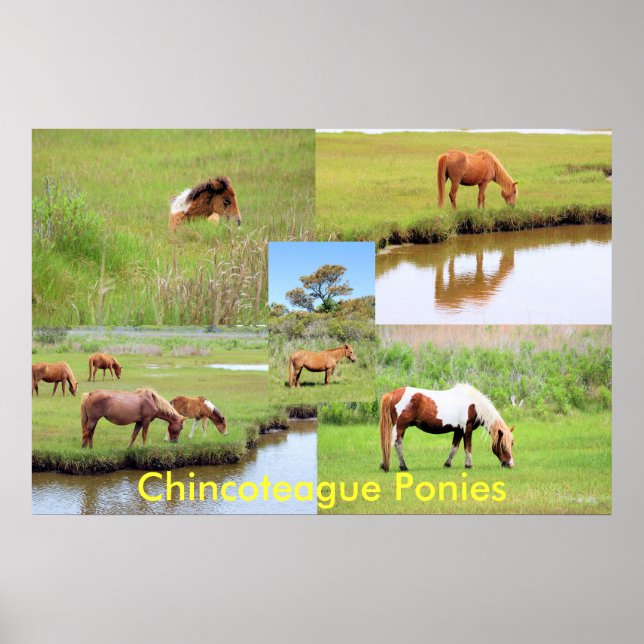 Chincoteague Ponies Collage Poster (Front)