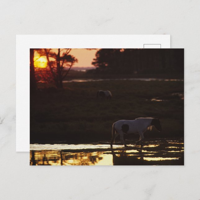 Chincoteague Walking in Water At Sunset Postcard (Front/Back)