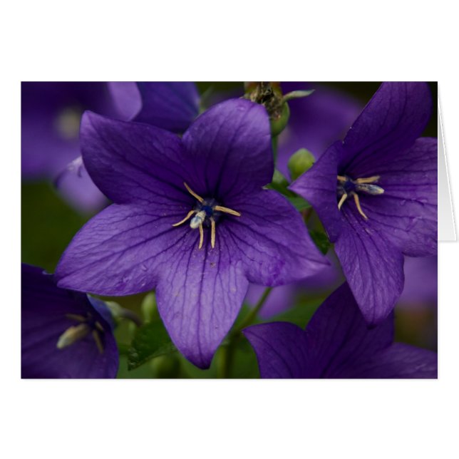 Chinese Bellflower (Front Horizontal)