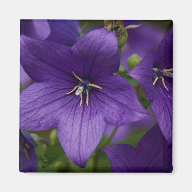 Chinese Bellflower Magnet (Front)