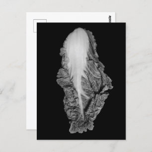 Chinese Cabbage Portrait Photograph Postcard