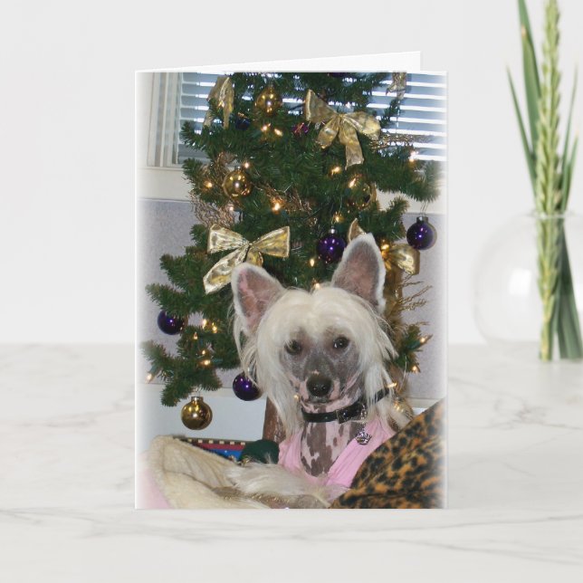 Chinese Crested Christmas Card (Front)