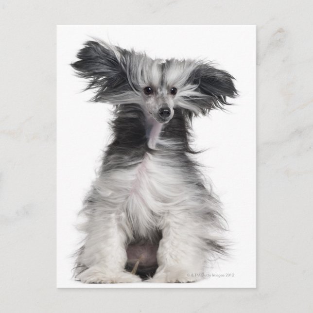 Chinese Crested Dog (15 months old) in the wind Postcard (Front)