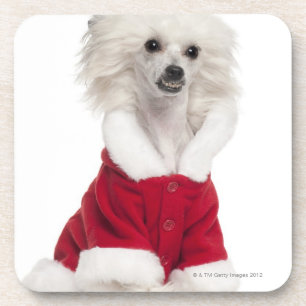 Chinese Crested Dog (1 year old) wearing a Coaster