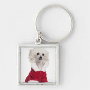 Chinese Crested Dog (1 year old) wearing a Key Ring