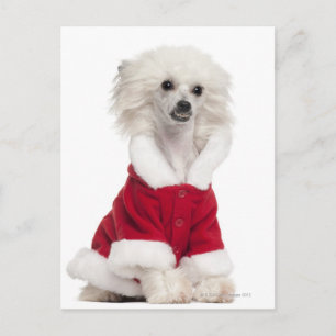 Chinese Crested Dog (1 year old) wearing a Postcard
