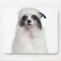 Chinese Crested Dog (7 months old)