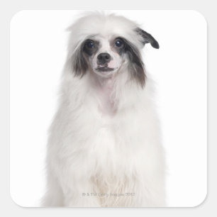 Chinese Crested Dog (7 months old) Square Sticker