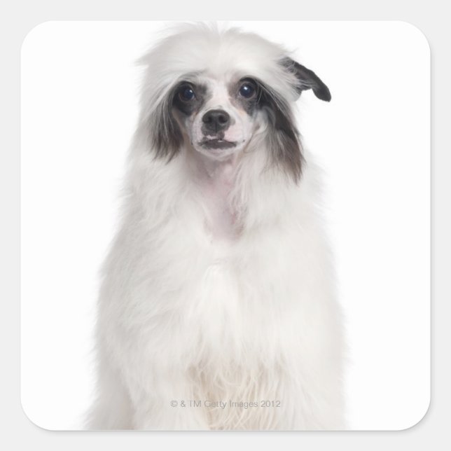 Chinese Crested Dog (7 months old) Square Sticker (Front)
