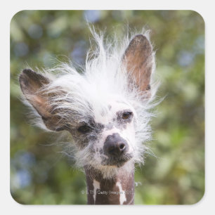 CHINESE CRESTED DOG (HAIRLESS) SQUARE STICKER