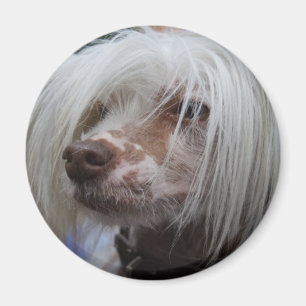 Chinese Crested Dog Magnet