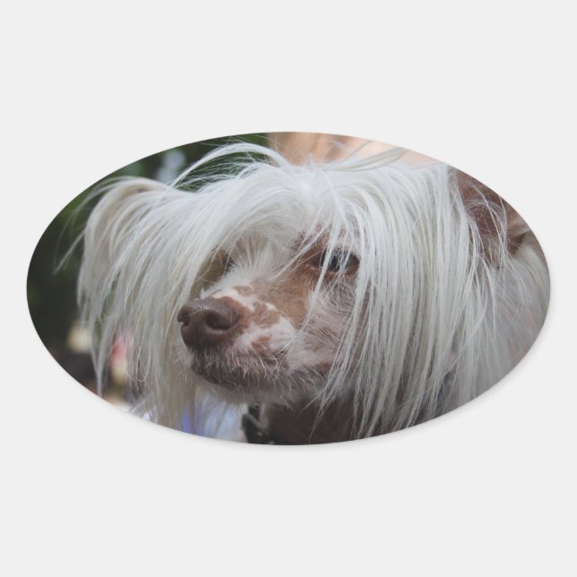 Chinese Crested Dog Oval Sticker (Front)