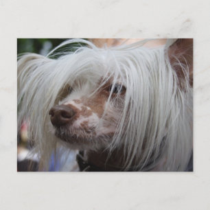 Chinese Crested Dog Postcard