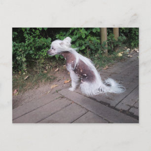 Chinese_Crested_Dog sitting.png Postcard