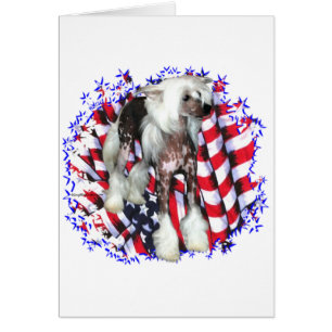 Chinese Crested Patriot