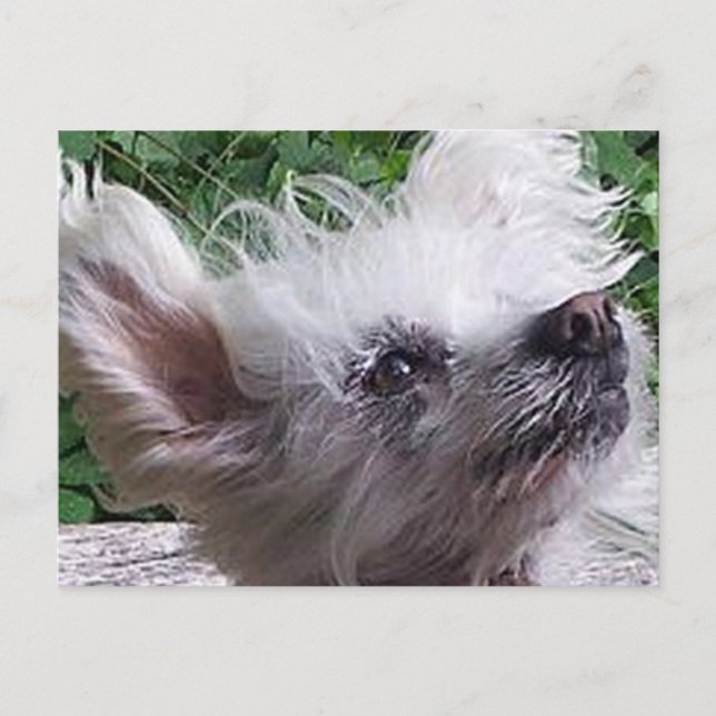 Chinese_Crested.png Postcard (Front)