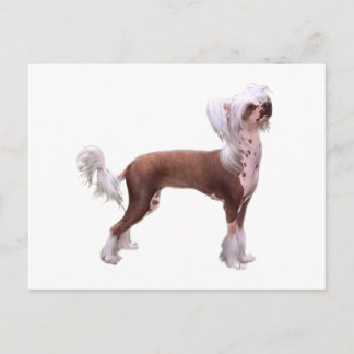 Chinese Crested Postcard