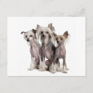 Chinese Crested Postcard