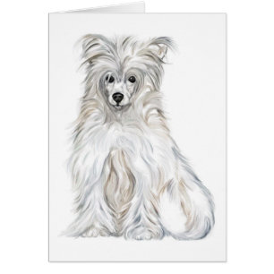 Chinese Crested Powder Puff
