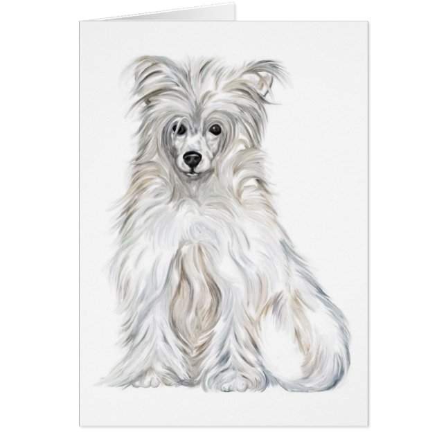 Chinese Crested Powder Puff (Front)